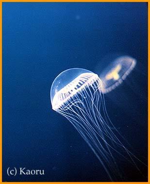과유영성이며양성생식을하는해파리 (medusa)