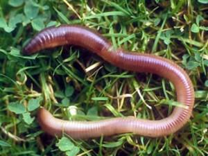 2) Annelids (phyla: Annelida); worms and leeches There are about 9,000 species of Annelids known today, including worms and leeches.