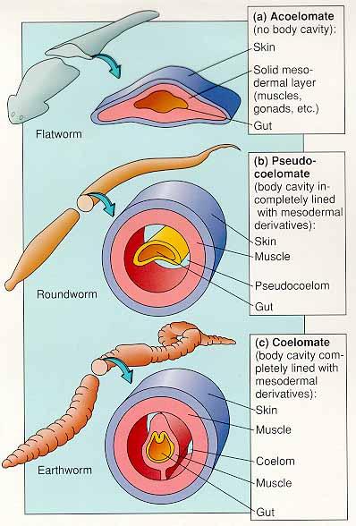 (3) 유형동물문 (Phylum Nemertina, Thynchocoela) - 유형동물자유생활을하느해산포식자내부에체강이없으며 ( 무체강동물 ) 몸에섬모가있다. 삼투조절에불꽃세포이동한쪽에는입을그리고다른한쪽에는항문을갖는작은관과같은장 (gut) 을갖는다.