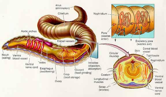 (mesentery) 이형성 장간막 : 기관들을고정시키는역할 기관들이체강속에서어느정도움직일수있게해줌 b.
