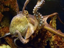 3) Mollusks (phyla: Mollusca) Mollusks were among the first inhabitants of the Earth.