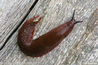 Some mollusks live on land, such as the snail and slug.
