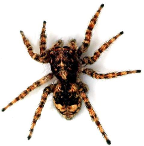 The arachnids include spiders and ticks. Other Arthropods include centipedes and millipedes.