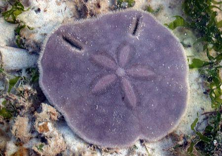 5) Echinoderms (phyla: Echinodermata); starfish, sea urchin and family Echinoderms are marine