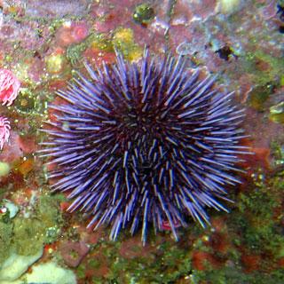 Common echinoderms include the sea star, sea urchin, sand dollar and sea cucumber.