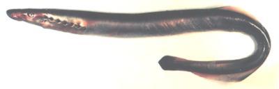 2) 척추동물 (vertebrate) 발생시척삭 (notochord), 인두낭 (pharyngeal pouch) 이나인두열 (pharyngeal slit)