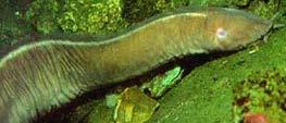 무악류 Agnatha a. 갑주어 Ostracodemis : 가장오래된화석상의척추동물 b.