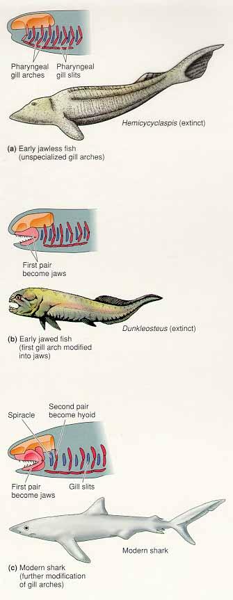 (1) 무악어강 (Class Agnatha) - 턱이없는어류 a. 갑주어 (ostracoderm) : 갑주로무장되어있고턱이없다. 포식성아니고, 여과섭식자이다. 오르도비스기, 실루리아기, 데본기퇴적물에존재 b.