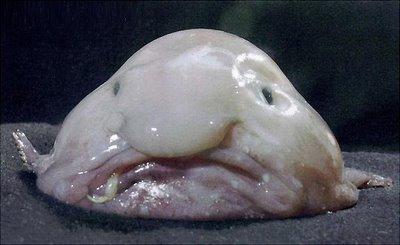The dumbest looking fish you will ever see!