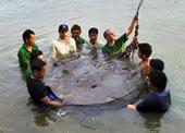 Giant River Stingrays Found Near Thai City When anglers called that March afternoon to say they had caught a giant freshwater stingray near this bustling Thai city, biologist Zeb Hogan couldn't