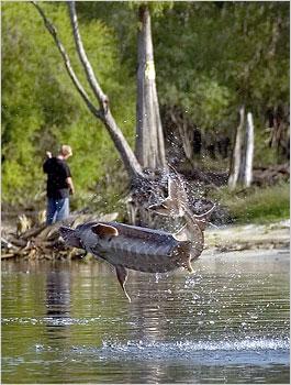 A new scourge strikes Florida: Big, airborne fish On the water, there was reason to be anxious.