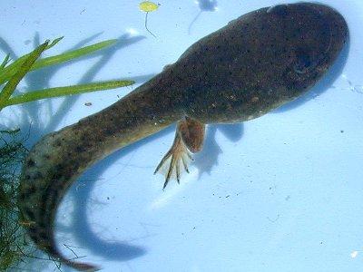 As the tadpole grows into a frog, it loses its gills and tail, and develops legs for moving on land. Most amphibians can both walk and swim in water.