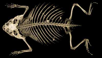 (4) 양서강 (Class Amphibia) - 양서류 a. 양서류와파충류는원시육상그룹이었던미치류 (labryrinthodont) 로부터진화되었다고추측 - 석탄기암석에서발견 b. 엽상지느러미어류의골격과화석양서류의골격에차이점이있다. c.