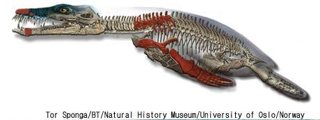 몸길이약 15m 로추정되는이 ' 바다괴물 ' 은그림에서처럼범고래 (killer whale, 맨위 ) 와흰긴수염고래 (blue