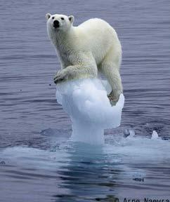 * 오도가도못해 ~ 얼음덩어리위난감한북극곰, 사진화제 * 얼음덩어리위에서북극곰이난처한포즈로앉아있다. 이사진은 23 일결과가발표된 2007 년쉘야생생물사진가 콘테스트에서수상한작품이다. 콘테스트는영국자연사박물관이주관하며에너지기업쉘이후원하는유명사진경연이벤트.