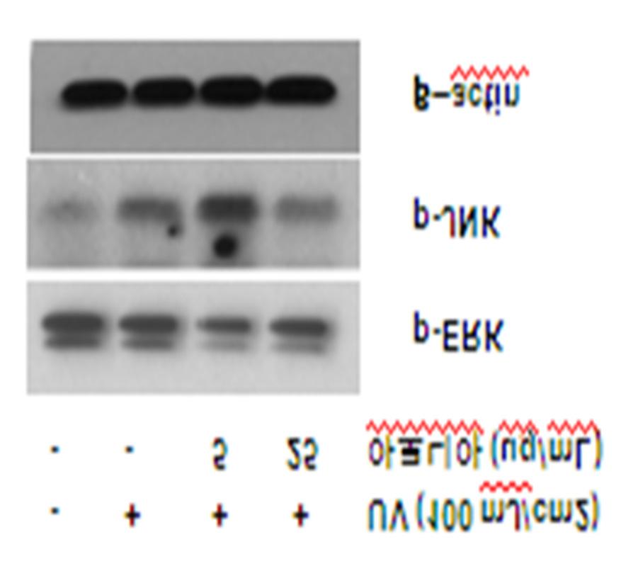 아로니아추출물을이용한생리활성연구 Western blotting 으로확인한결과 Figure 5 에서와같이 α MSH 로증가된 tyrosinase protein 발현량이아로니아추출 물 5 μg /ml 에서는 tyrosinase 의억제능이미비하였으나, 아로 니아추출물 25 μg /ml 에서는 tyrosinase 의발현량이현저하게 억제된것을확인할수있었다.