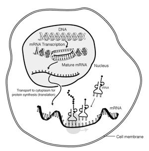 세포내의단백질합성