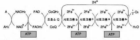 3. 전자전달계 ᄀ전자전달계과정 ᄂ전자전달계와에너지 : 기질에서이탈된수소가수소또는전자상태로여러중간단계를거쳐산소에도달 1분자의 NADH 2 가 H 2 O 1분자와 3ATP 생성 1분자의