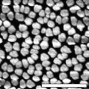 Variations in µ FET of the Resulting OFETs (HMDS and OTS are Hexamethyldisilazane