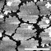 HMDS/OTS-SiO 2 Dielectric R q 0.2 0.3 nm > 1.