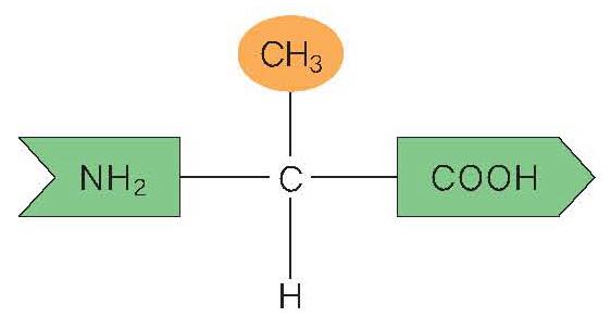 (R) 의화학적성질은단백질의입체구조를형성하는요소중하나이다.