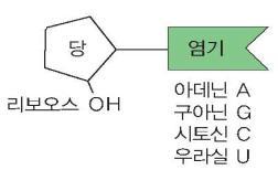 7. 핵산 (DNA & RNA) 뉴클레오시드 (nucleoside) RNA 단량체 뉴클레오티드 (nucleotide) 핵산 (nucleic acid) + =