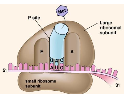 RNA( 단백질암호정보복사체 ) trna : 운반 RNA( 단백질암호정보해독및아미노산운반 )