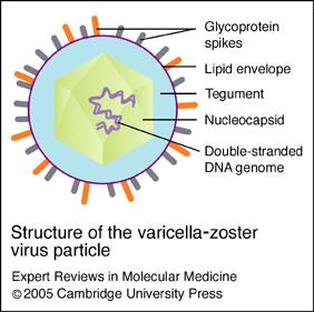 Varicella Zoster Virus (VZV) Double-stranded DNA virus 적어도 5가지종류 Herpesviridae HSV-1 HSV-2 Varicella zoster virus Epstein-Barr virus Cytomegalovirus. 2-4 1. Steiner I, et al.