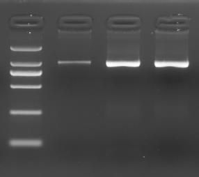 특수목적을위한 PCR 효소 - Direct PCR, Epigenetics 적용 업그레이드효소로 DNA 정제없이 direct PCR MightyAmp DNA Polymerase Ver.