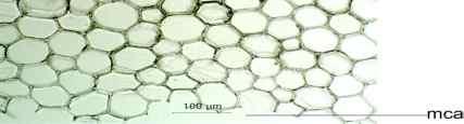 4 Number of cell layers in cortex 8~12 9~11 3~5 4~6 3~4 Diameter of cortical parenchyma cell