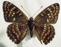 홍줄나비 Limenitis pratti 네발나비과의나비로, 채집하기매우어려운나비중하나다.