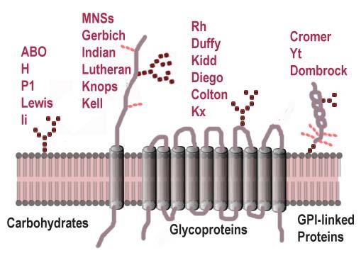 적혈구항원및항체 적혈구막 (Red cell membrane) 지질과단백으로구성 지질 :