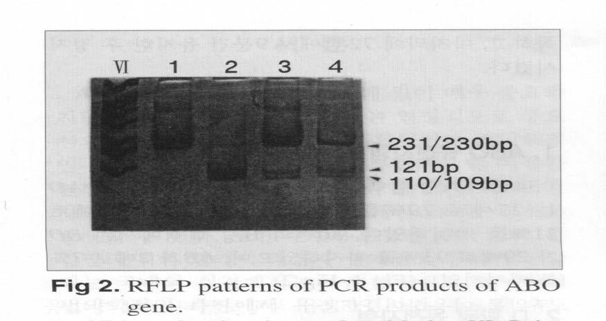 PCR-RFLP(KpnI, BstEII) 1,3 Kpn I 2,4 BstE II 1,2: