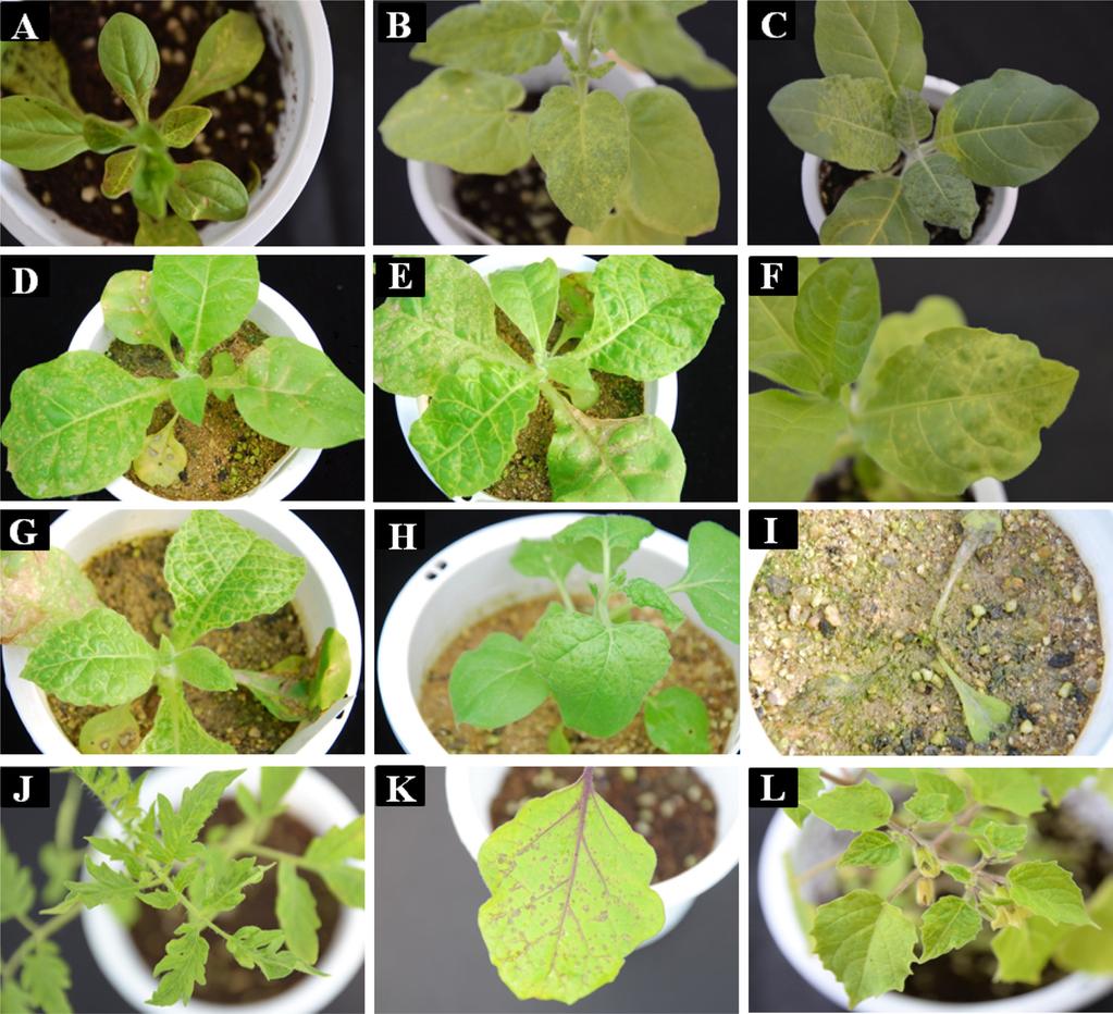 310 Fig. 3. Symptoms produced on test plants infected with Brugmansia mosaic virus isolate SW (BruMV-SW). A: Petunia hybrida - mosaic and necrotic spots, B: Nicotiana glutinosa - mosaic, C: N.