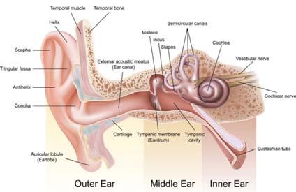 edow.com/cataract/surgery-washington-dc/ 41 8 노화로인한청각의변화 청력저하 노인성난청