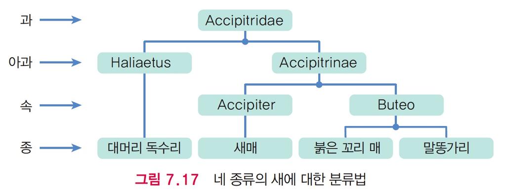 7.4 계층 ( 생물학 )