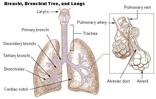 4) 기관과기관지 (Trachea and bronchus) 가.