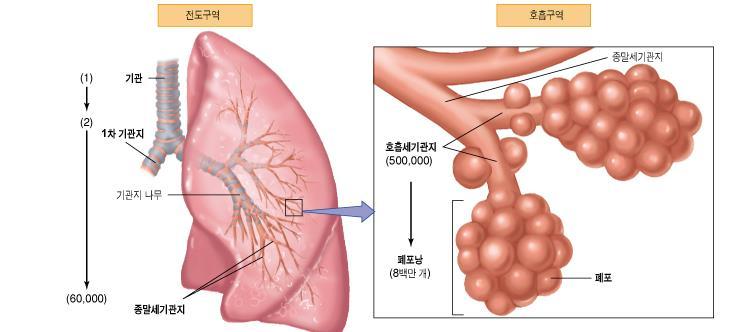 환기및공기와혈액사이의가스교환 ( 허파내, 산소와이산화탄소교환 ) ( 폐기능검사와직접적관련 ) 내호흡 : 혈액과다른조직사이의가스교환과조직에의한산소이용 - 호흡기계구조 : 전도구역 +