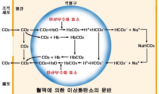 3) 혈액중의가스운반 (2) 혈액중의이산화탄소운반 - CO 2 는혈액에서 3