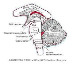 뇌의호흡중추활동을통한규칙적인환기 : 신경성조절