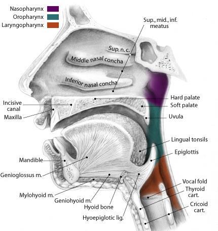 1) 코안 ( 비강, Nasal cavity) - 코중격 ( 비중격 ) 에의해좌우로나뉨 - 코중격은인두 (Pharynx) 에개구 ( 통함 ) - 코안가쪽벽 3