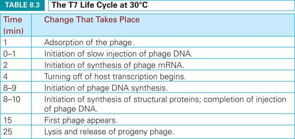 T4 DNA 는 host cell 내로빠르게주입되나 T7 DNA 는 3 단계를거쳐서천천히주입된다. First stage; T7 이 bacterial cell wall 에결합한후두개의단백질을방출하여 channel 을만듬. 이를통하여 880bp 가초당 75bp 의속도로이전함.