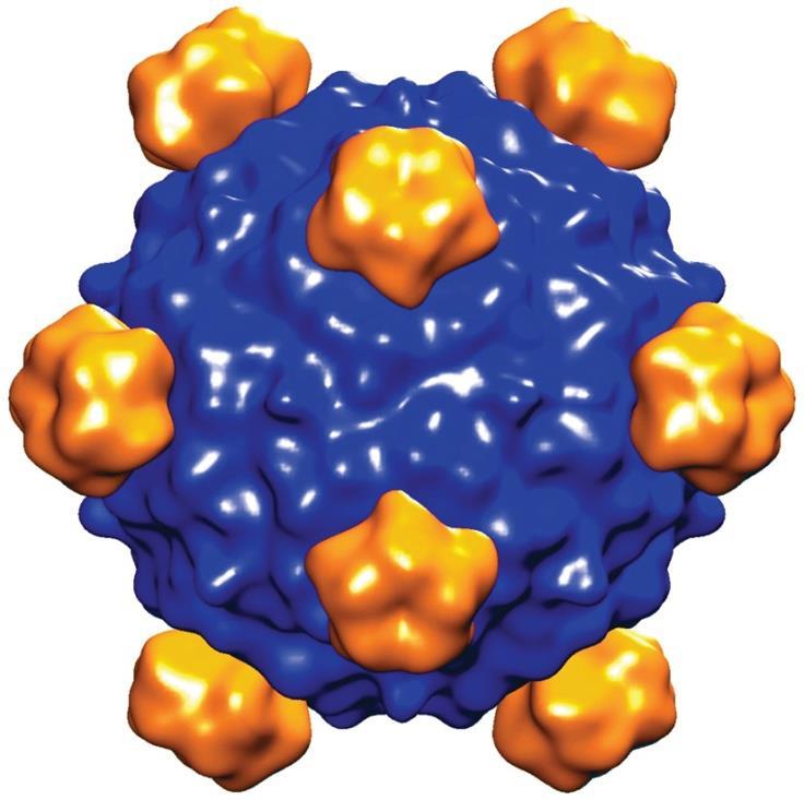 Phage X174 X174 는 DNA 가 circular single-stranded molecule 이며 spike 을갖는직경 32nm 의 icosahedral head 로되어있다.