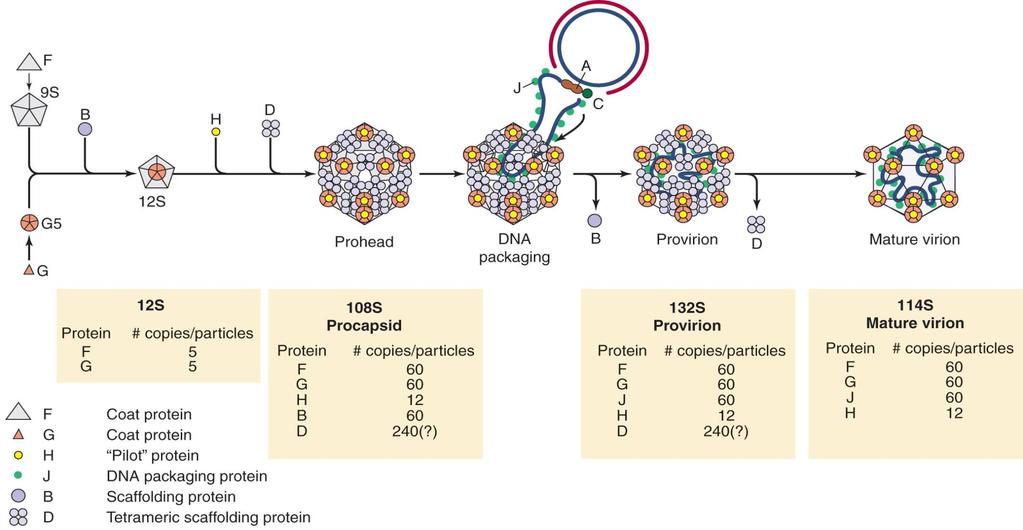 X174 assembly Figure 8.18 Phage X174 전사는 가닥이만들어진후부터이루어지며 3군데서동시에일어난다. DNA 분자가적어서 head 단백질이합성되기전에여러번복제가되며 DNA의 packing은 7개의 phage 단백질이필요하다.