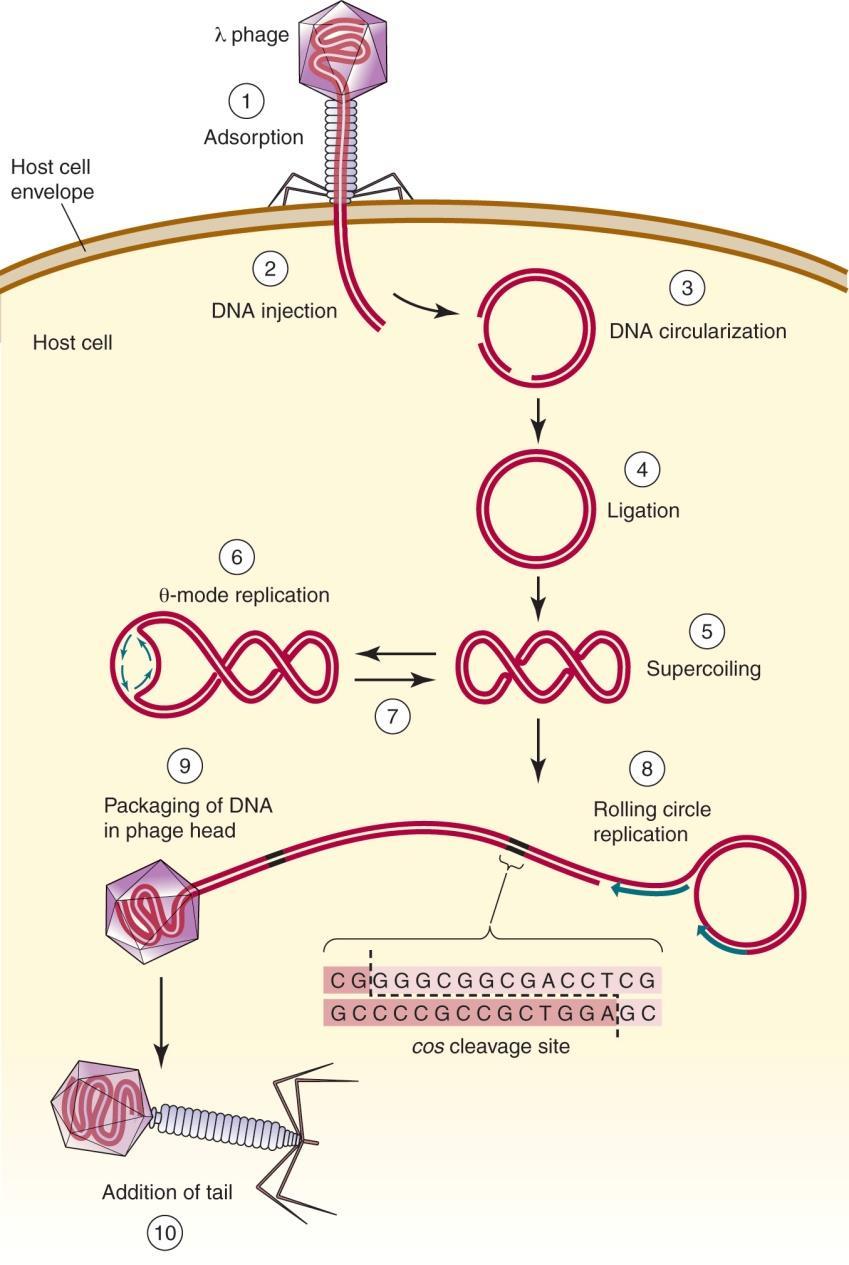 Life cycle of the λ phage The lytic cycle; λ 유전자의 28 개는 lytic reproduction 에필수적이며이들의대부분은구조단백질이나 phage 를조립하는데필요한단백질들이다.