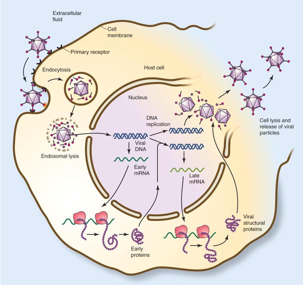 The adenovirus replication cycle Penton 에부착된 fiber 가 cell surface 의 receptor 와접촉함. 이로인하여 penton 이이차 receptor 와접촉하여 receptormediated endocytosis 에의하여 host 내로들어온다. Virion particle 이분해되고 DNA 가핵내로들어간다.