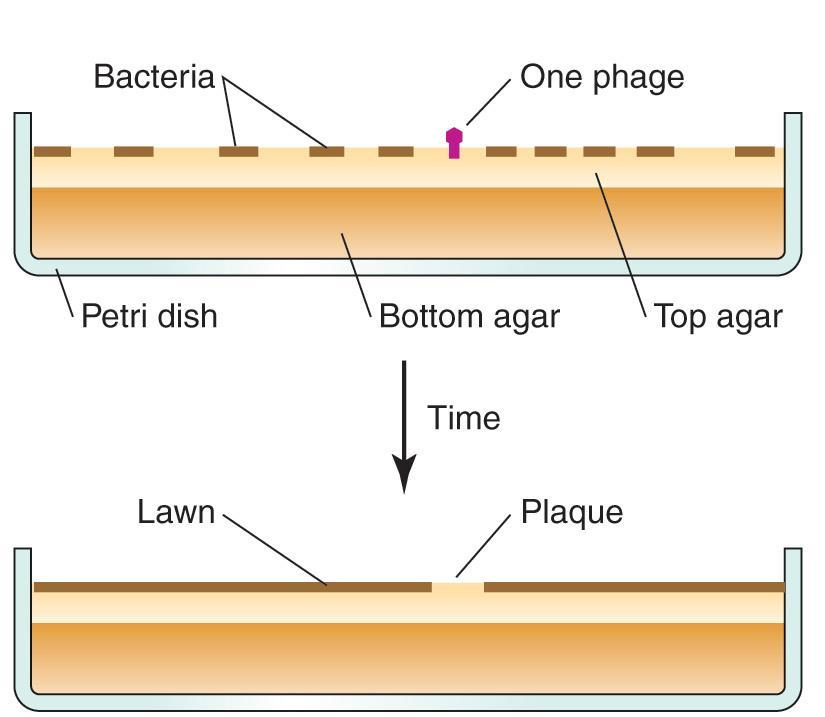 plaque assay Bacteria 는보통약 30 분에한번분열을하나 single virulent phage ( 예 T4) 는같은시간에 100 progeny 를만든다.