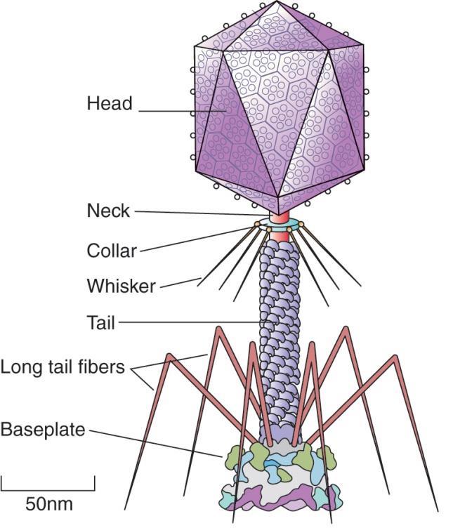 8.3 Virulent bacteriophages 1. E. coli phage T4 tailed virus, head 는신장된 icosahedron 이며 collar 로둘러싸인 neck 과연결. collar 에는단백질인 whisker 가연결.