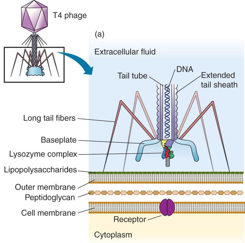 T-even phages inject their DNA into bacterial cells Figure 8.