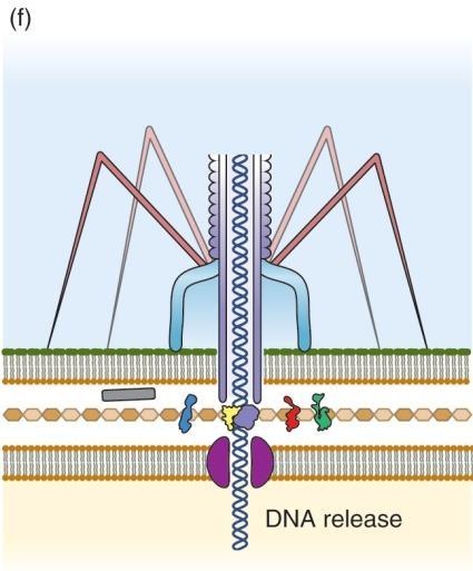 inner membrane의 receptor와연관된 phage protein에의하여 DNA가세포질내로방출된다.